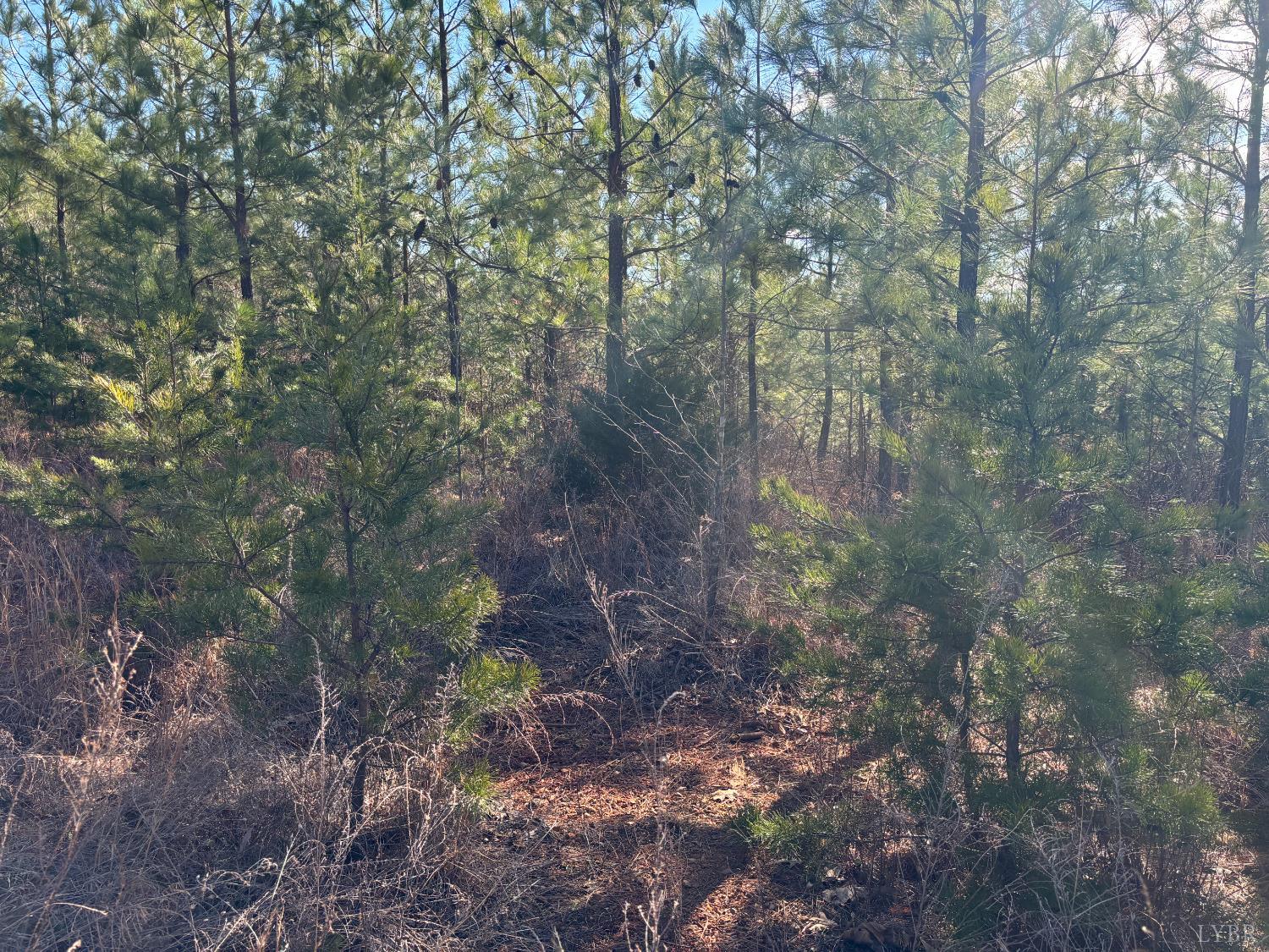 0 Mohawk Long Island, VA 24569 - Photo 5 of 10 a view of forest