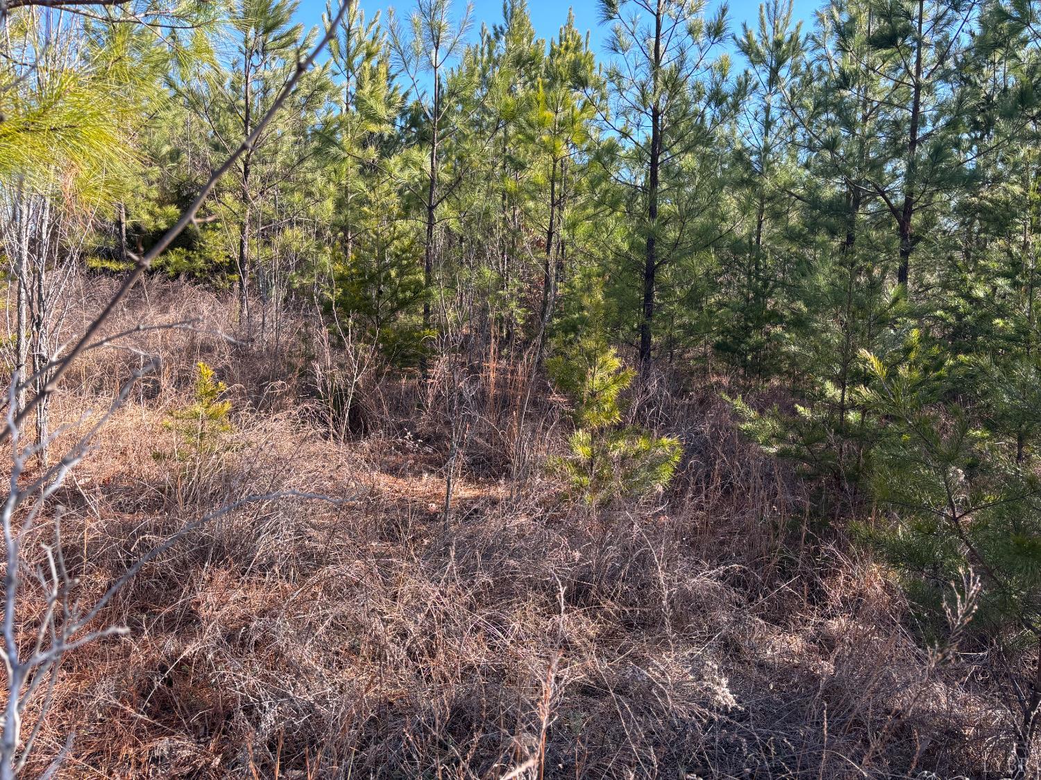 0 Mohawk Long Island, VA 24569 - Photo 6 of 10 a view of a forest with trees