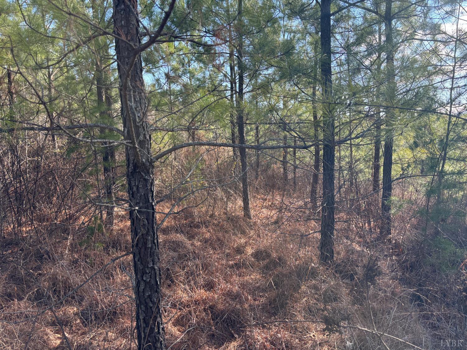 0 Mohawk Long Island, VA 24569 - Photo 7 of 10 a view of a forest filled with trees
