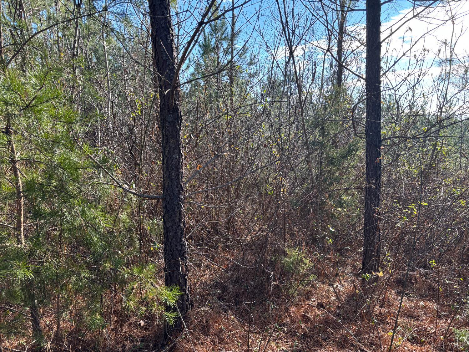 0 Mohawk Long Island, VA 24569 - Photo 10 of 10 a view of forest