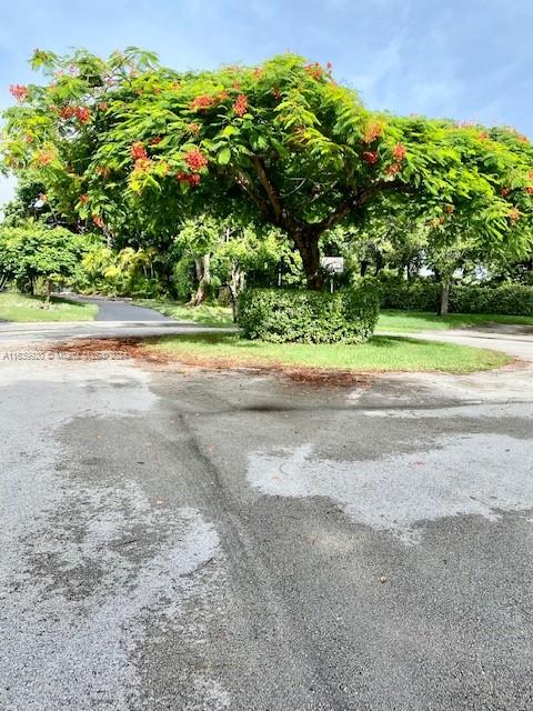 7772 Southwest 106th Terrace Pinecrest, FL 33156 - Photo 23 of 24 a view of a yard with plants and large trees