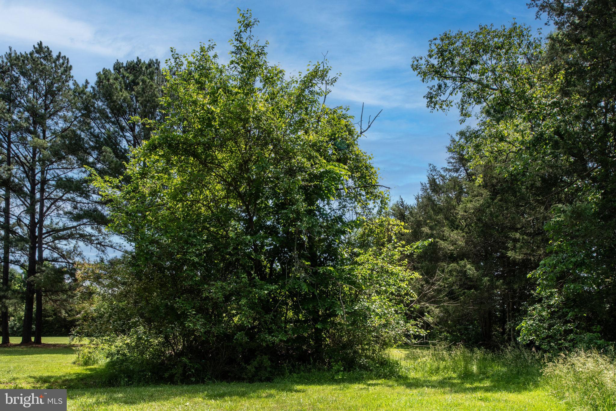 11238 Mitchell Road Rapidan, VA 22733 - Photo 79 of 93 Gallery Image 79