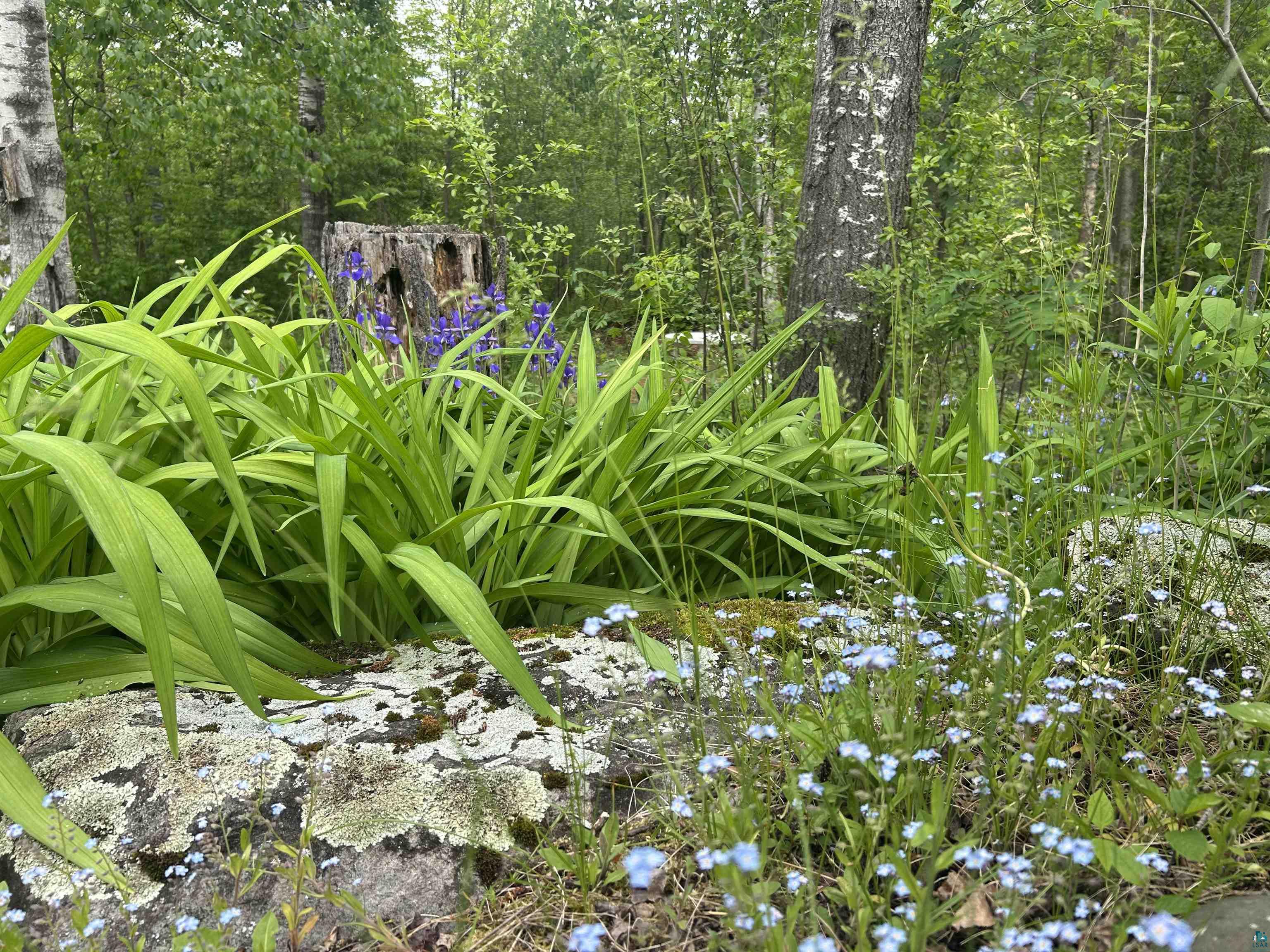 3616 Lavaque Road Hermantown, MN 55811 - Photo 9 of 43 Natural landscaping featuring lush green foliage, delicate blue groundcover, and mature birch trees