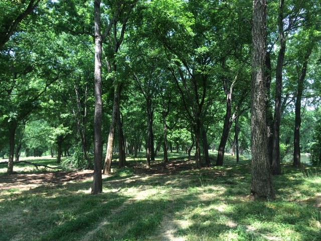 a view of outdoor space with trees all around