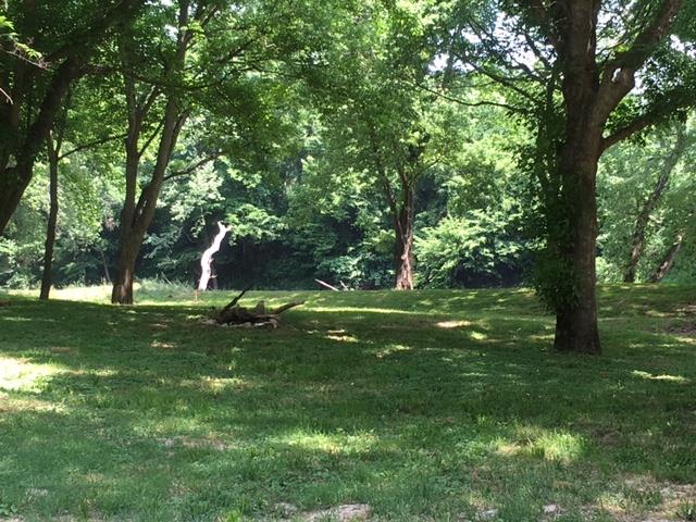 20 Buffalo River Linden, TN 37096 - Photo 2 of 6 a view of a tree in a yard
