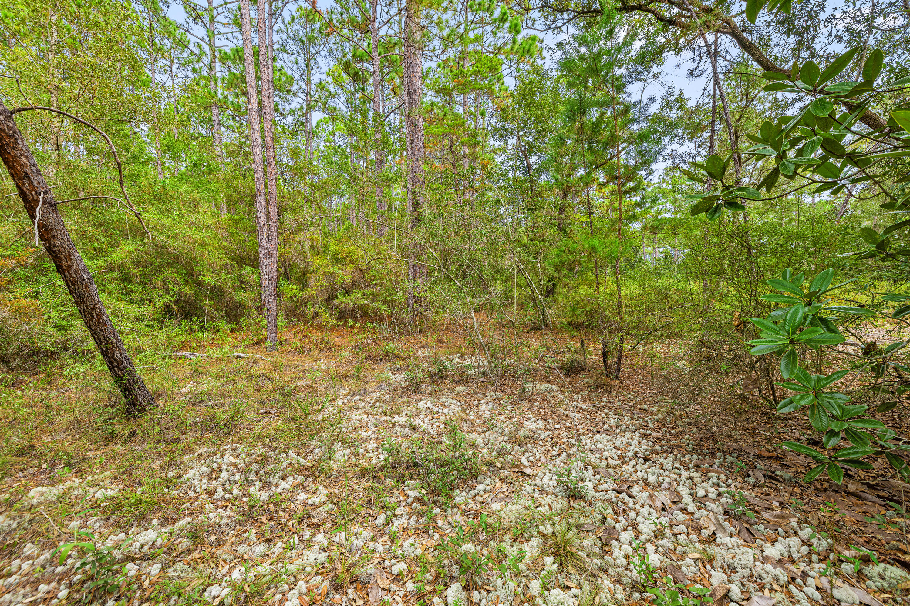 0 County Highway 83A West Freeport, FL 32439 - Photo 6 of 25 a view of forest