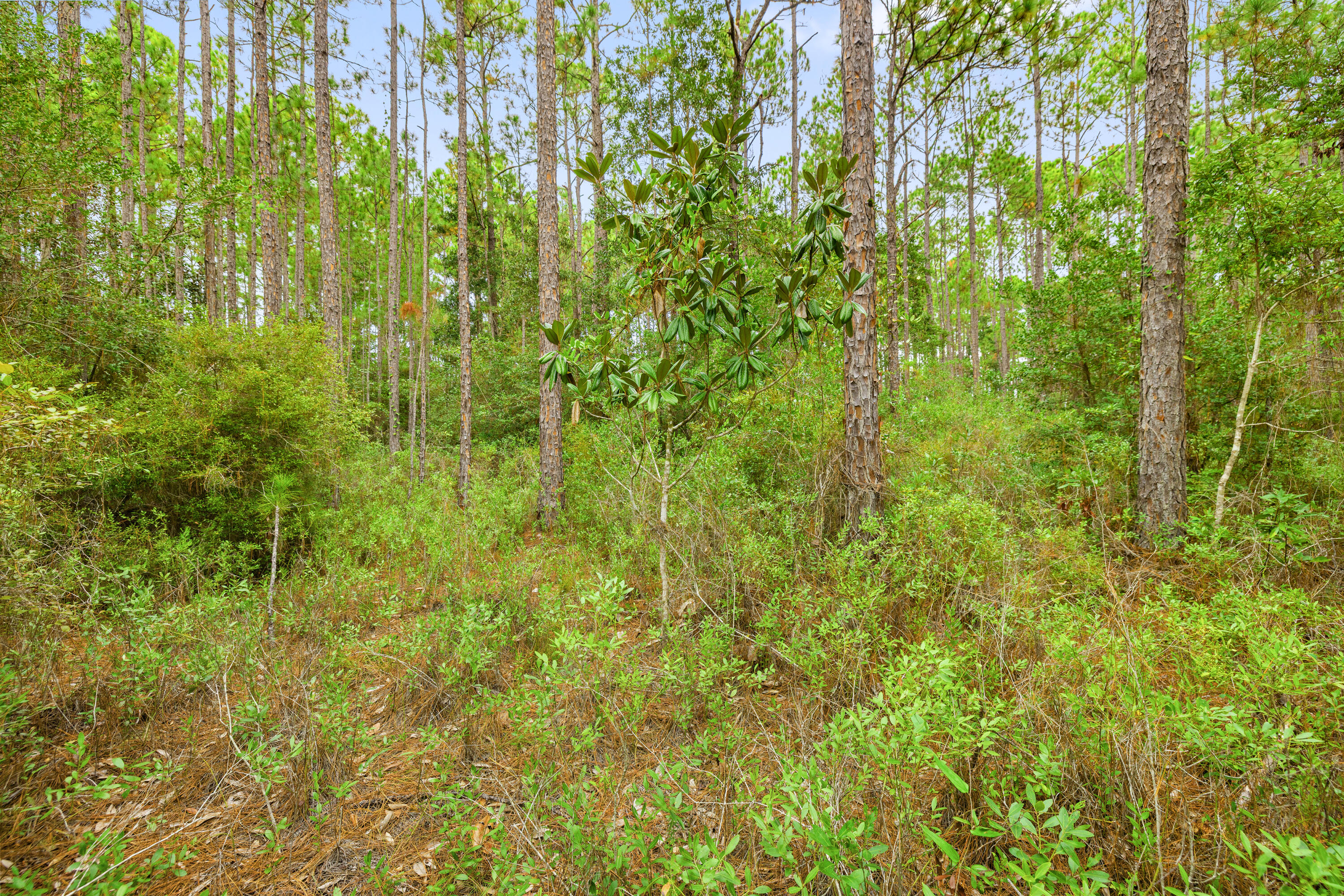 0 County Highway 83A West Freeport, FL 32439 - Photo 8 of 25 a view of a big yard with plants and large trees