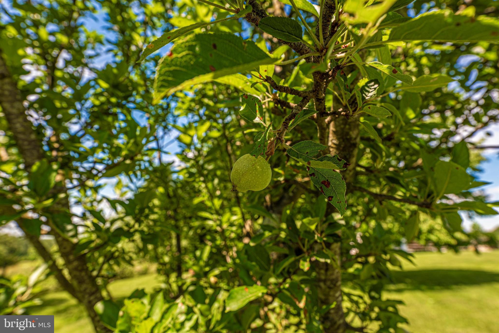 14127 Peddicord Road Mount Airy, MD 21771 - Photo 44 of 48 Fruit Tree