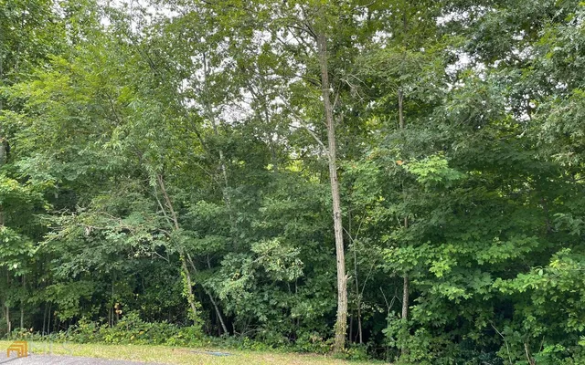 a view of a forest with a tree