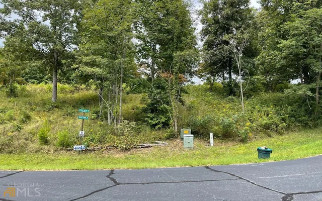 a view of a yard with plants and large trees