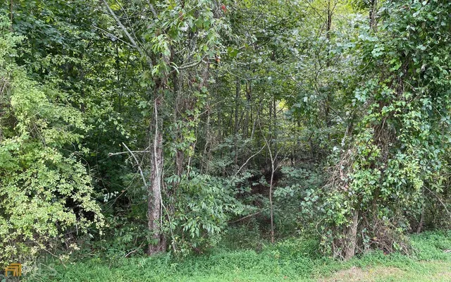 a view of a forest with lots of trees