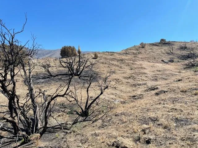 a view of a dry yard with a tree