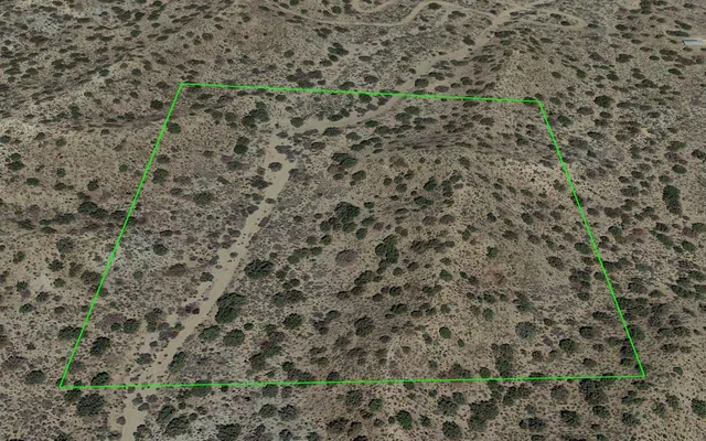 a close up of a plant