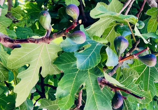 $1,550,000 | 536 Flynn Avenue, Redwood City, CA 94063