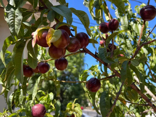 $1,550,000 | 536 Flynn Avenue, Redwood City, CA 94063