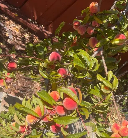 $1,550,000 | 536 Flynn Avenue, Redwood City, CA 94063