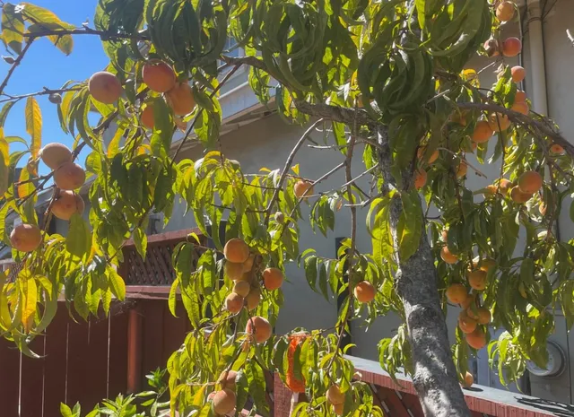 $1,550,000 | 536 Flynn Avenue, Redwood City, CA 94063