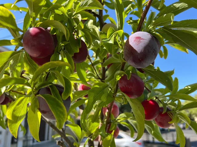 $1,550,000 | 536 Flynn Avenue, Redwood City, CA 94063