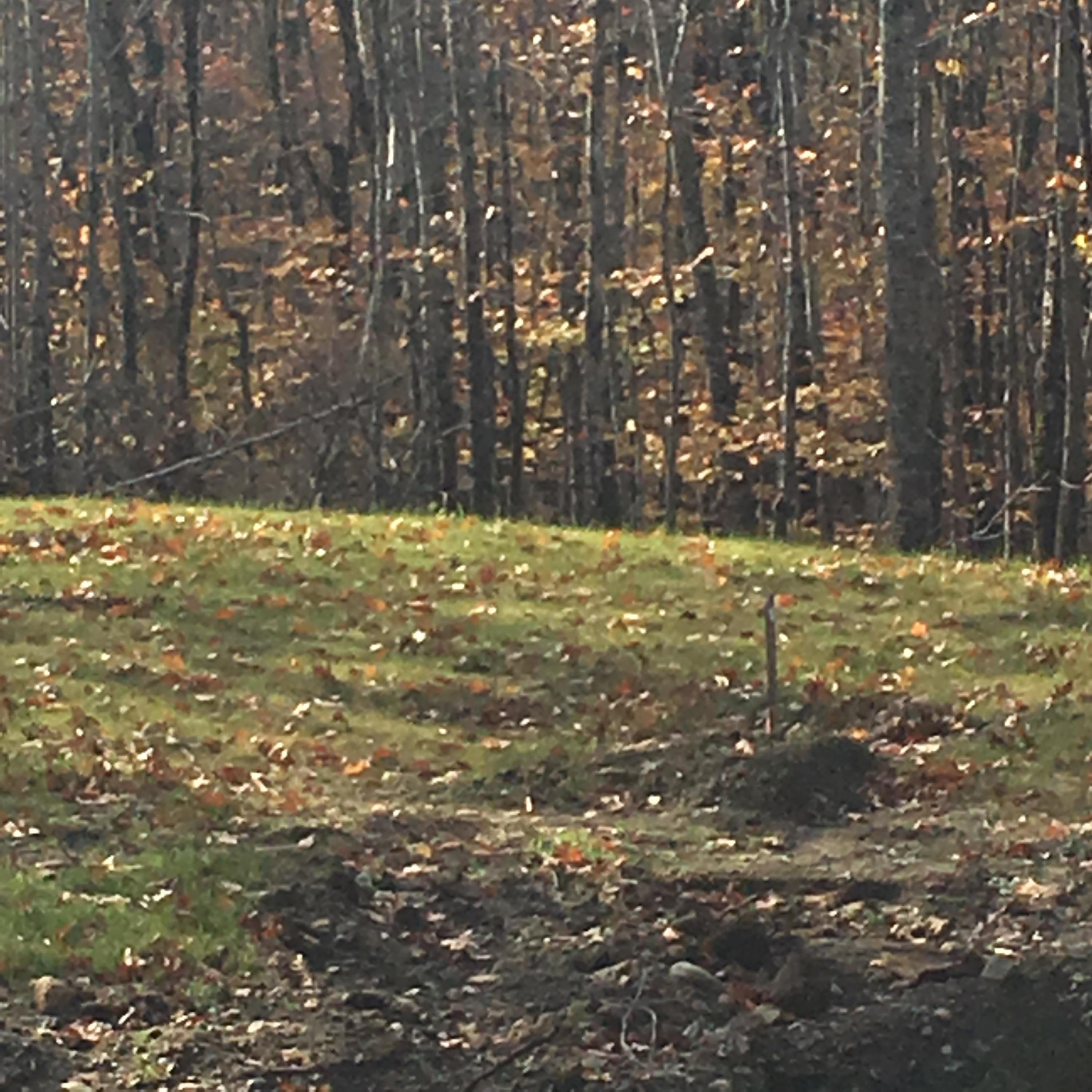 14 Mossy Rdg Road Belfast, ME 04915 - Photo 3 of 4 Seeded Leach Field for Septic System