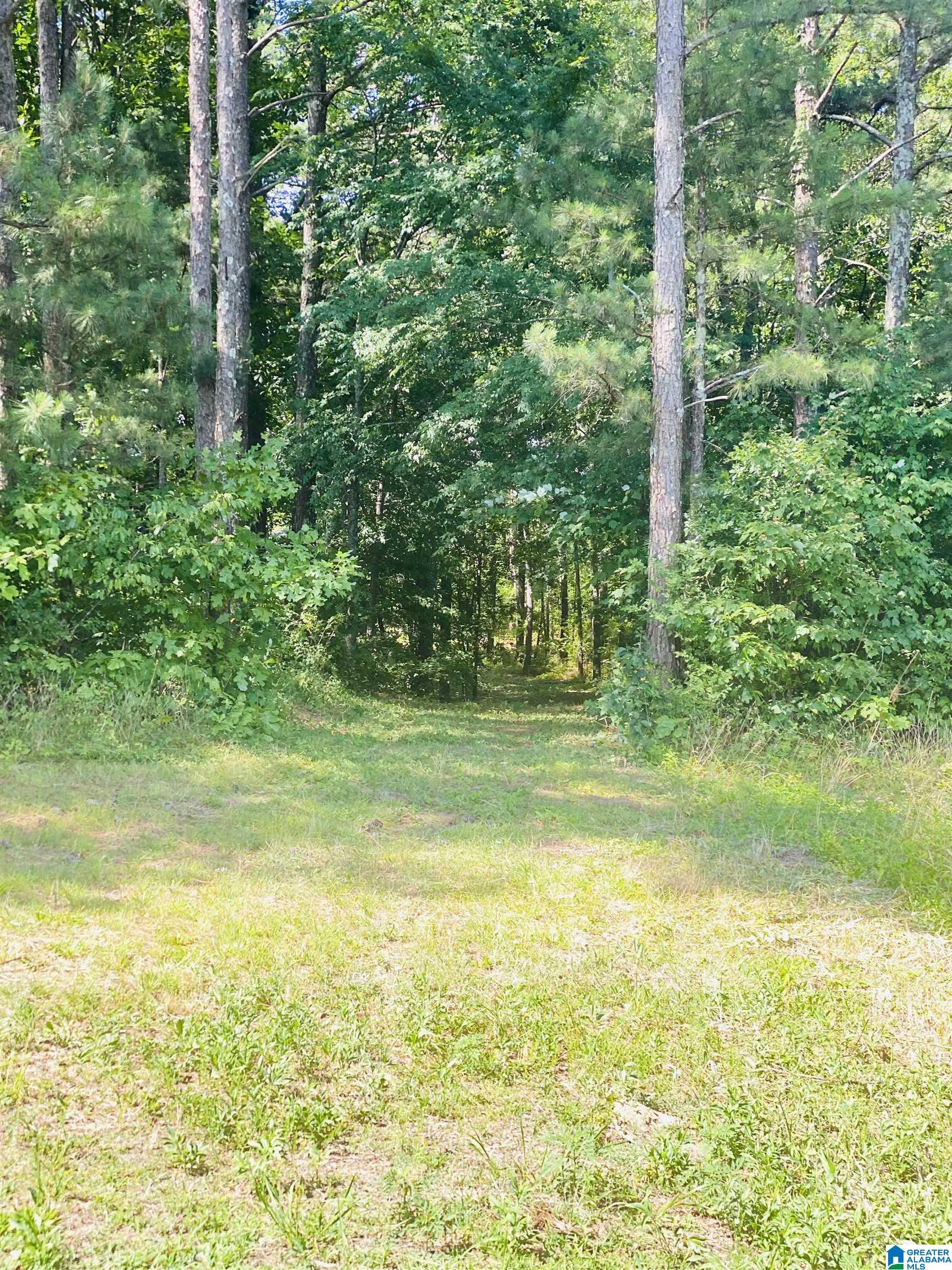 0 County Road 24 Springville, AL 35146 - Photo 7 of 8