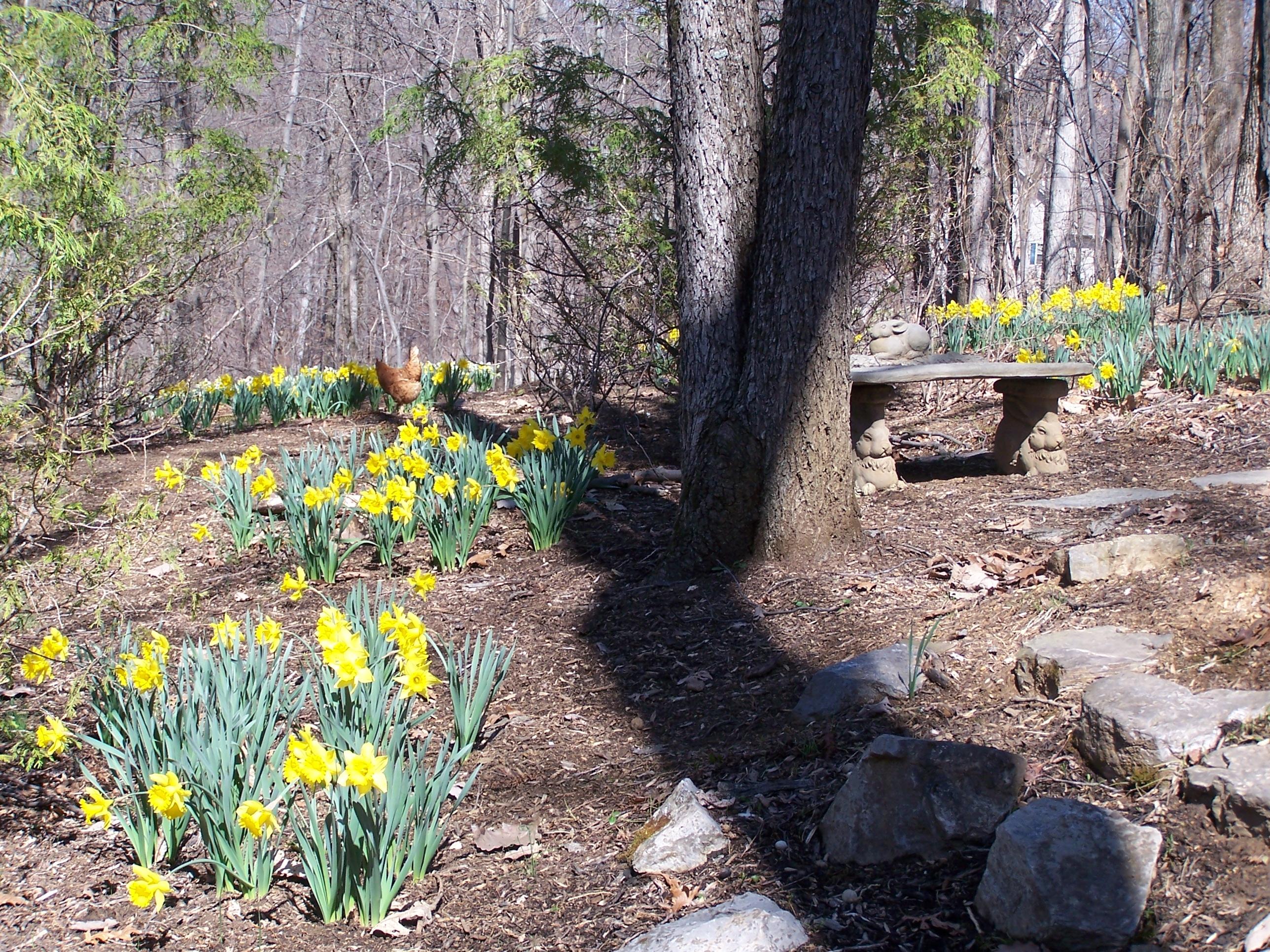 219 W Road Blue Ridge, VA 24064 - Photo 4 of 25 a view of a garden with flowers