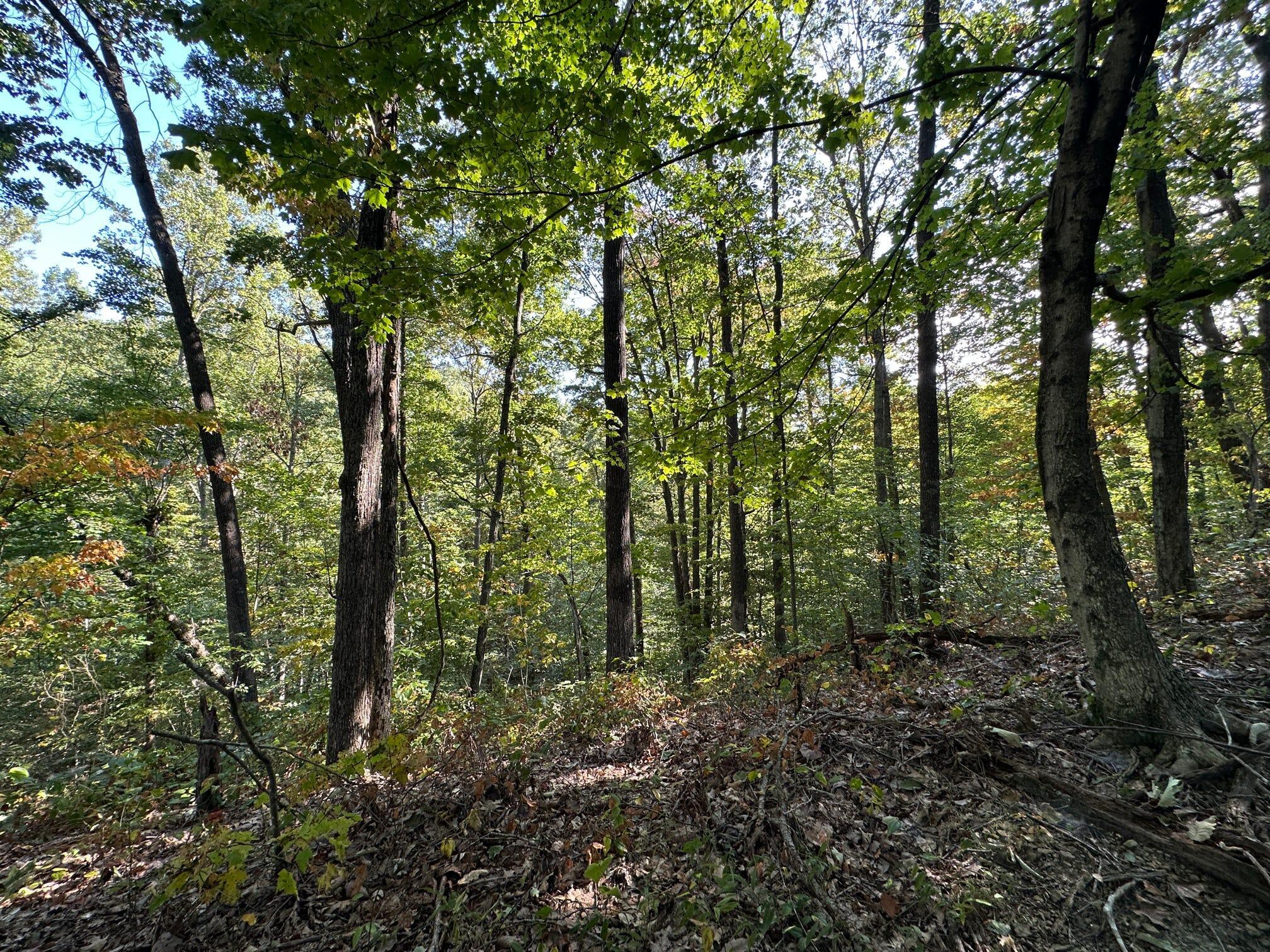 1335 Greenbrier Road Wallingford, KY 41093 - Photo 9 of 50 Gallery Image 9
