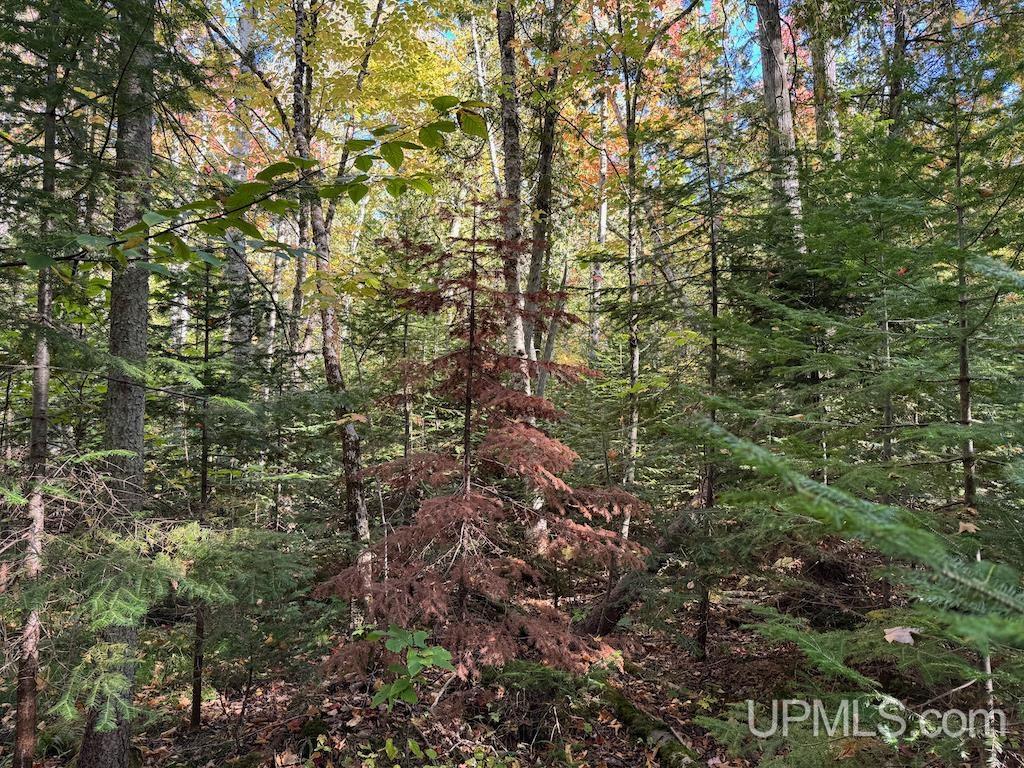 Tbd Webb Road Grand Marais, MI 49839 - Photo 8 of 11 Gallery Image 8