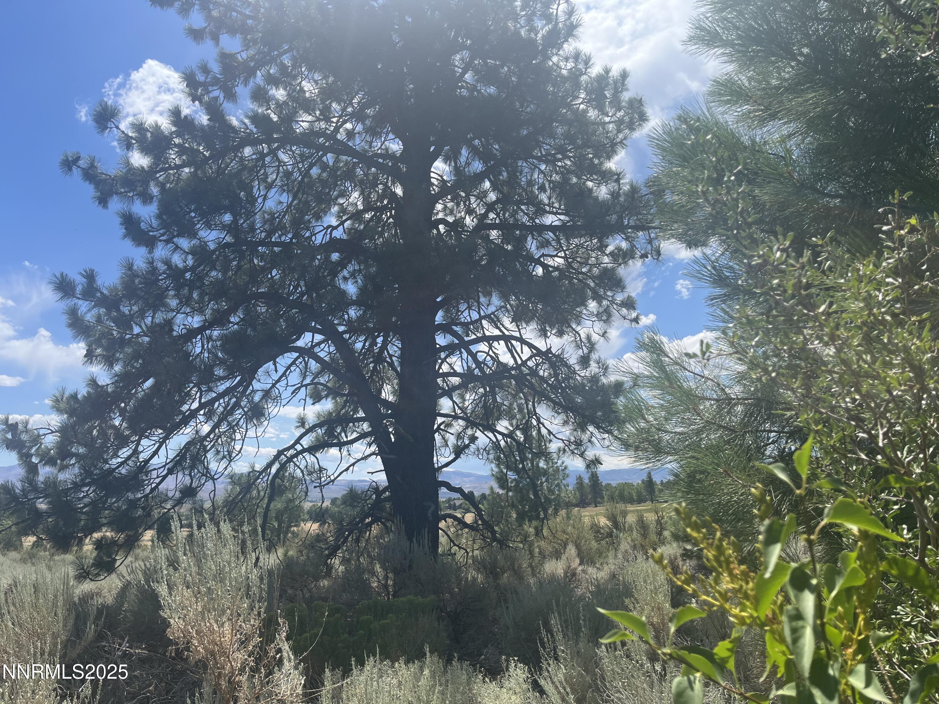 233 Sierra Country Circle Gardnerville, NV 89460 - Photo 8 of 13 a view of a tree in a yard