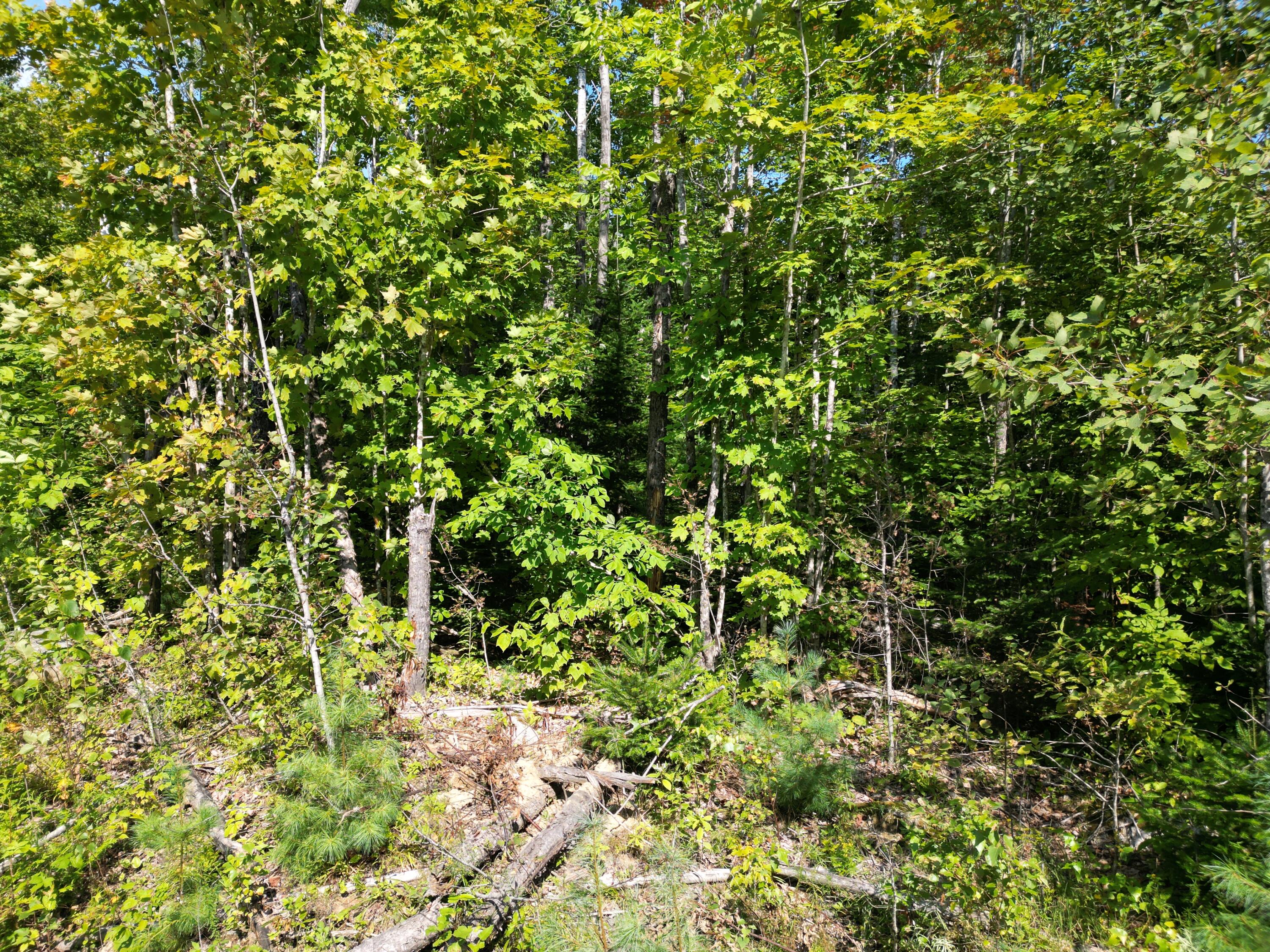 Lot 11 West Road Springfield, ME 04487 - Photo 6 of 12 DJI_0096