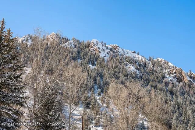 a view of a large tree