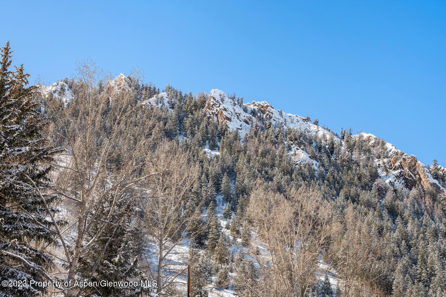 100 East Cooper Avenue, Unit 6 Aspen, CO 81611 - Photo 24 of 24 a view of a large tree