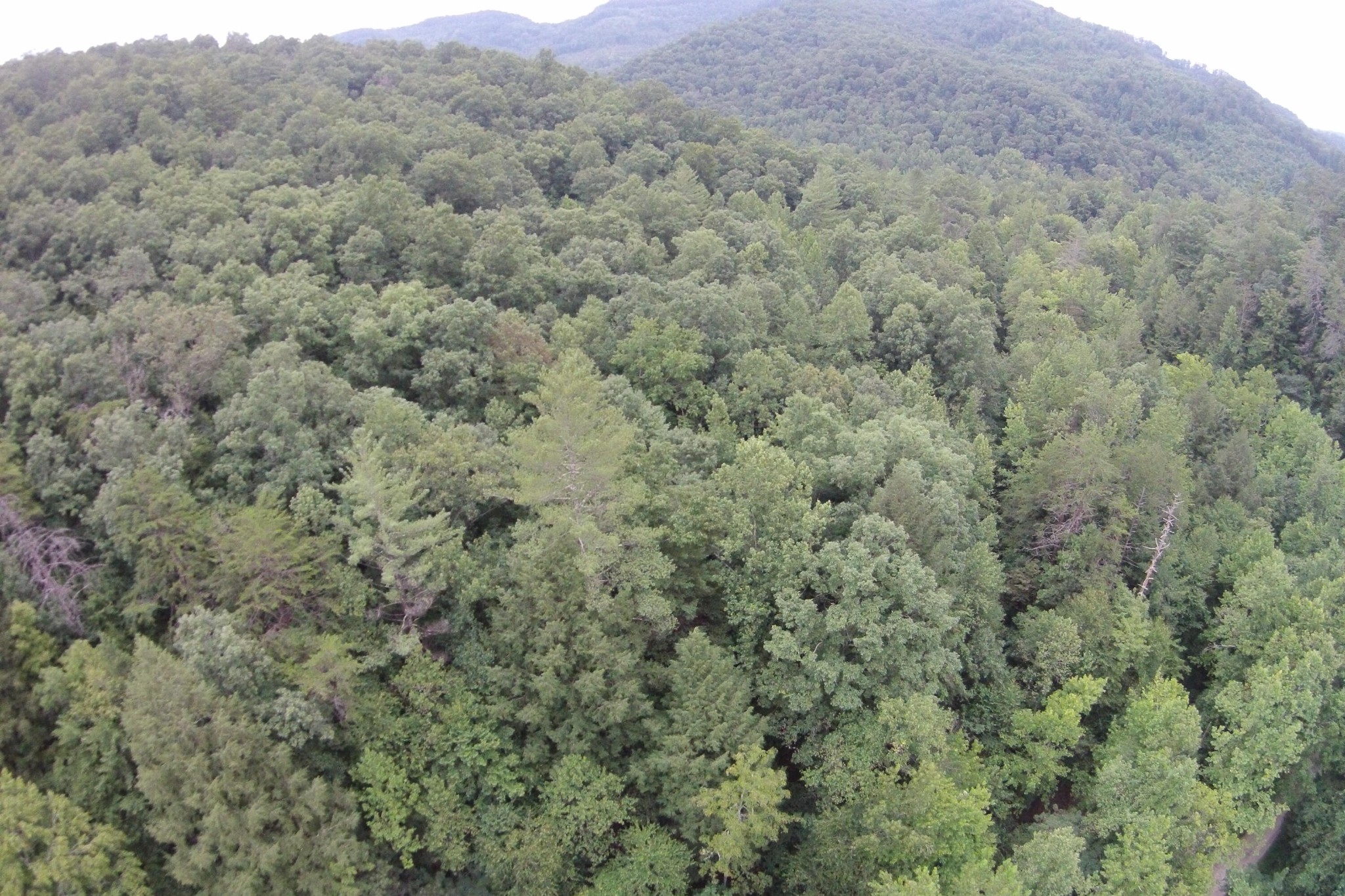 2 Straight Fork Road Huntsville, TN 37756 - Photo 5 of 13