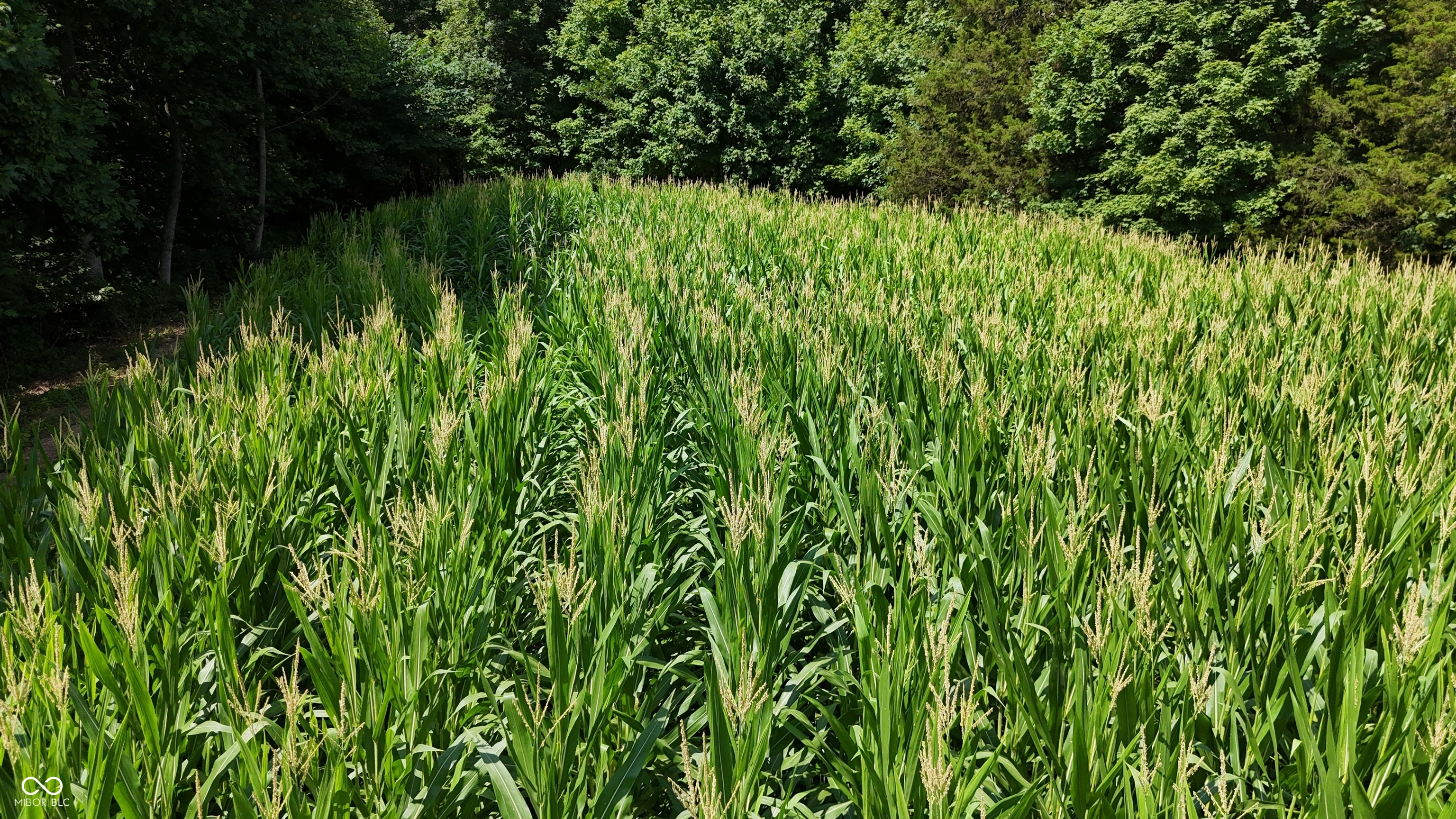 6000 North East Prong Road Madison, IN 47250 - Photo 12 of 91