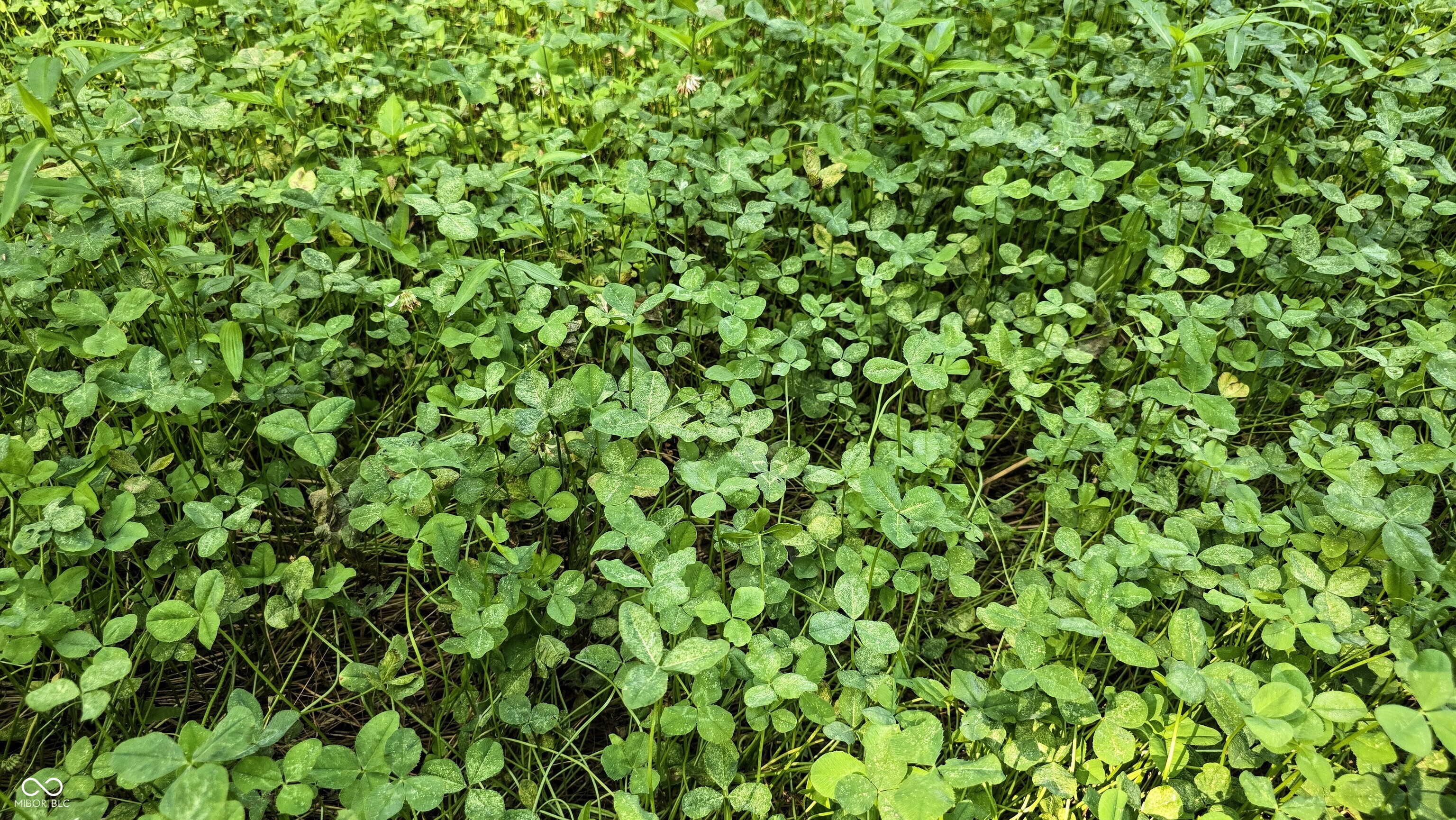 6000 North East Prong Road Madison, IN 47250 - Photo 31 of 91