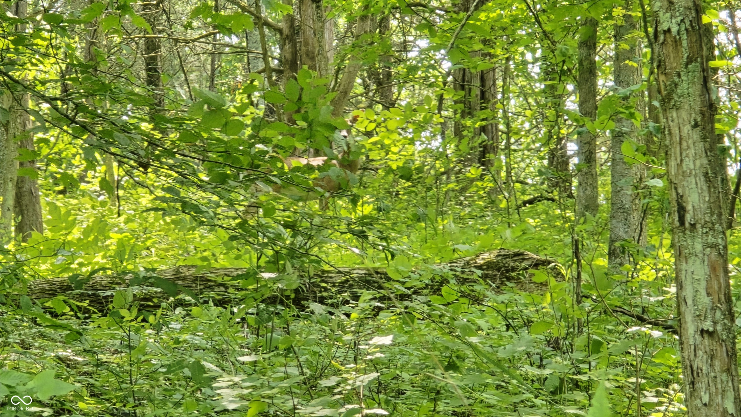 6000 North East Prong Road Madison, IN 47250 - Photo 35 of 91