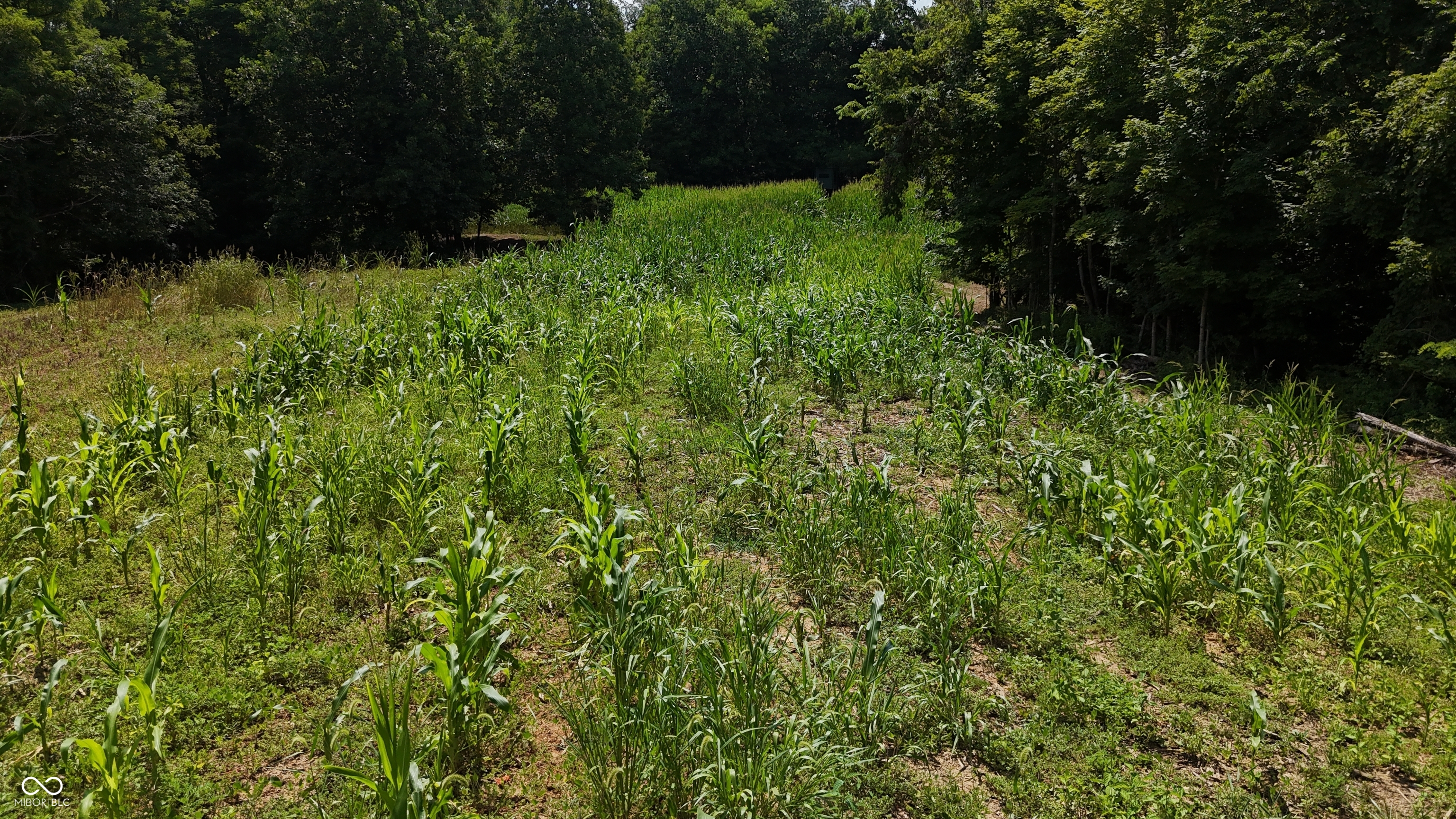 6000 North East Prong Road Madison, IN 47250 - Photo 58 of 91