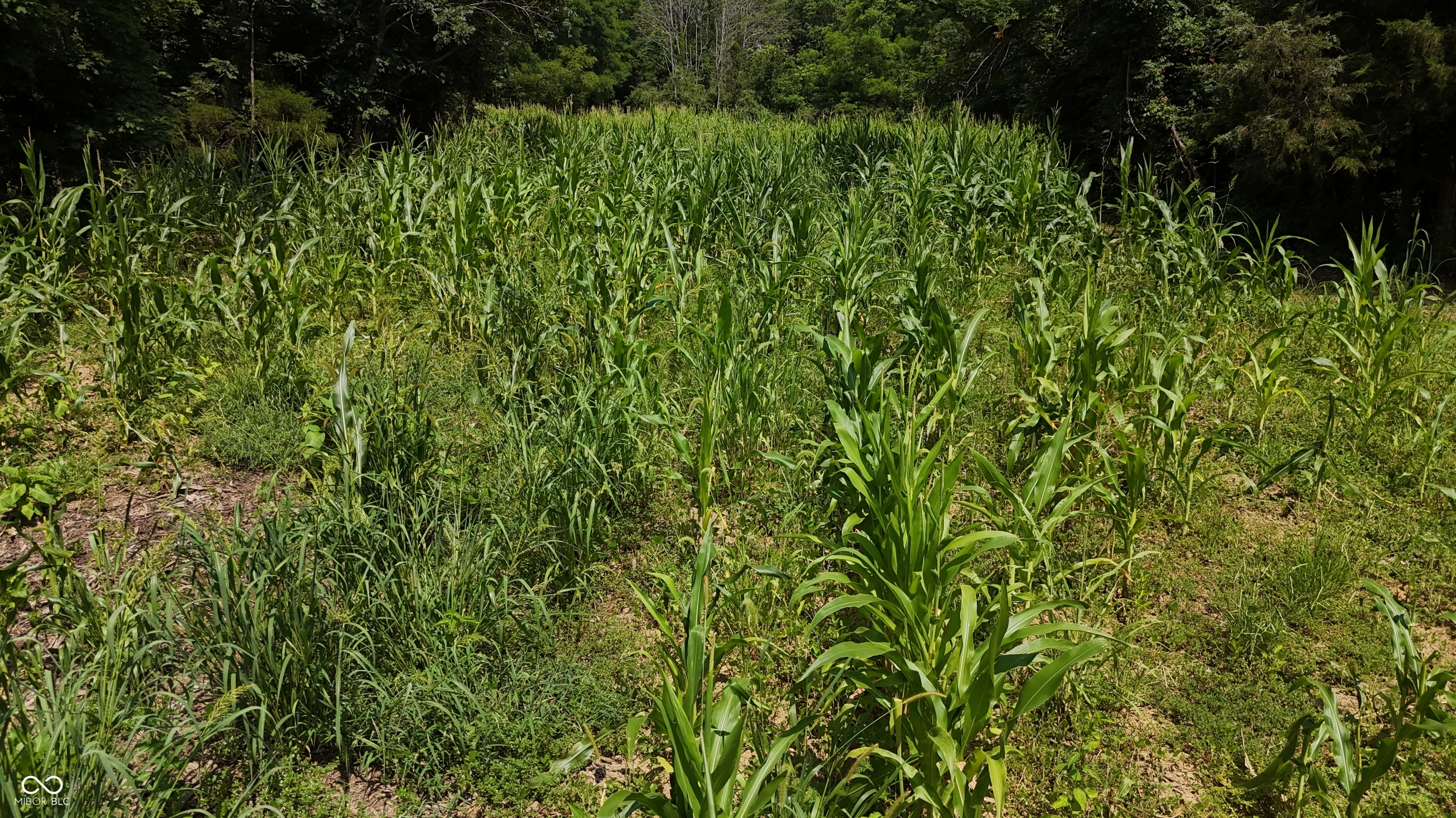 6000 North East Prong Road Madison, IN 47250 - Photo 59 of 91