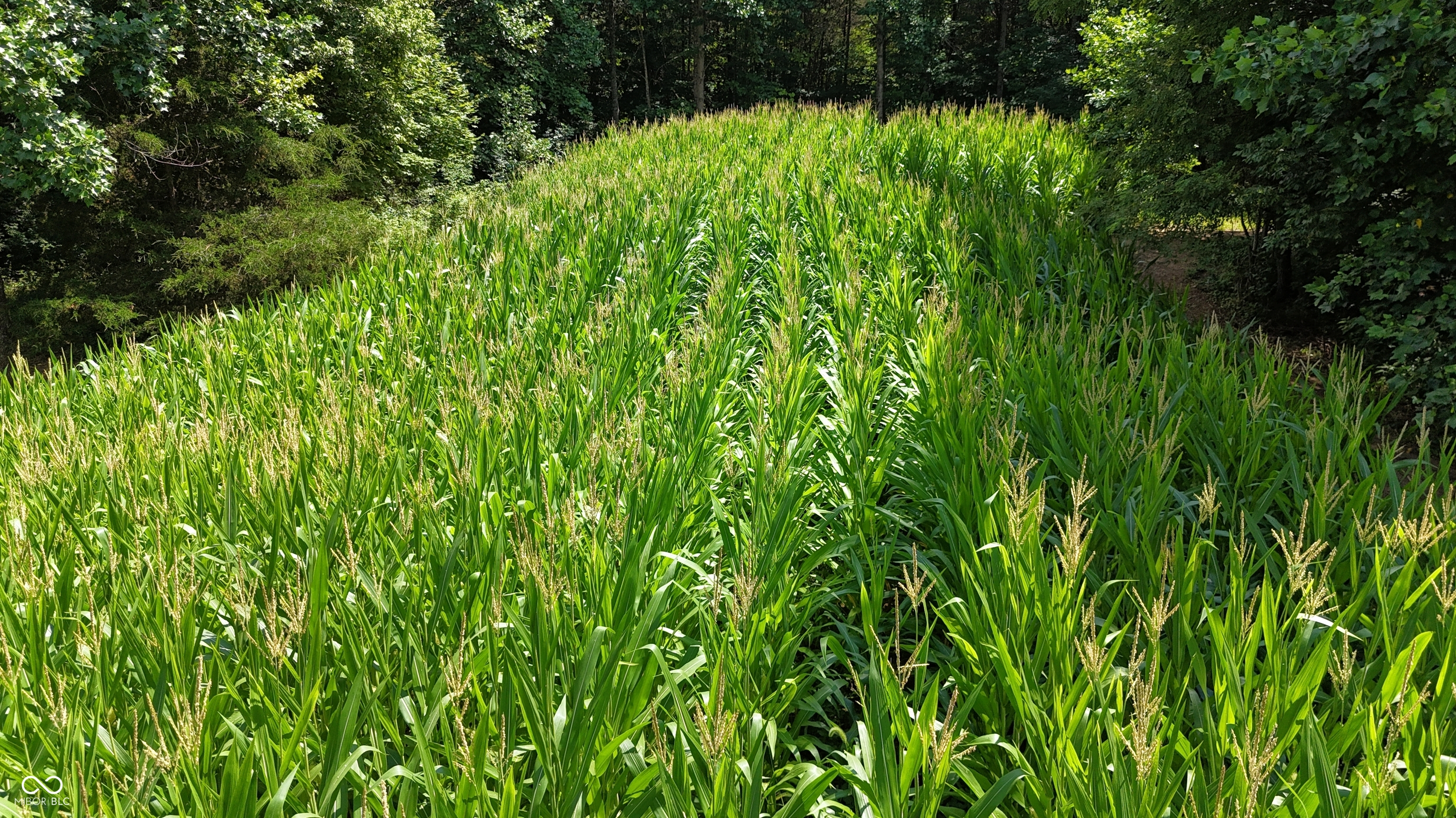 6000 North East Prong Road Madison, IN 47250 - Photo 62 of 91