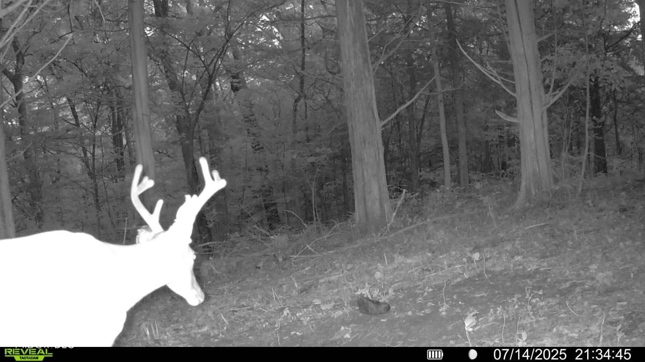 6000 North East Prong Road Madison, IN 47250 - Photo 77 of 91