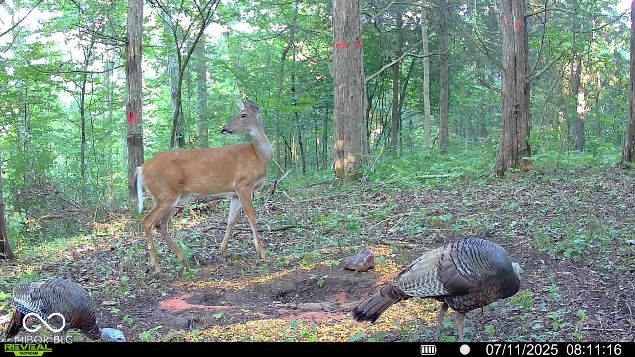 6000 North East Prong Road Madison, IN 47250 - Photo 80 of 91