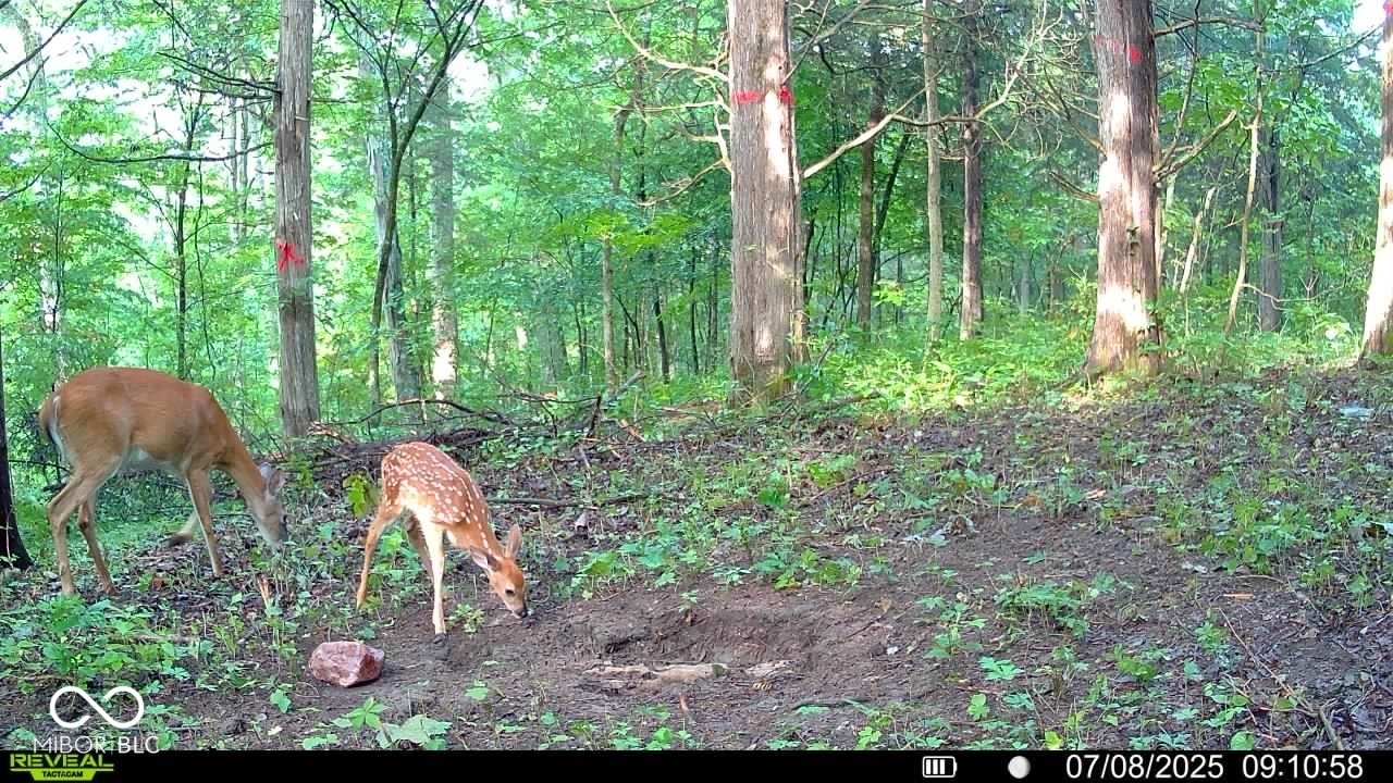 6000 North East Prong Road Madison, IN 47250 - Photo 82 of 91