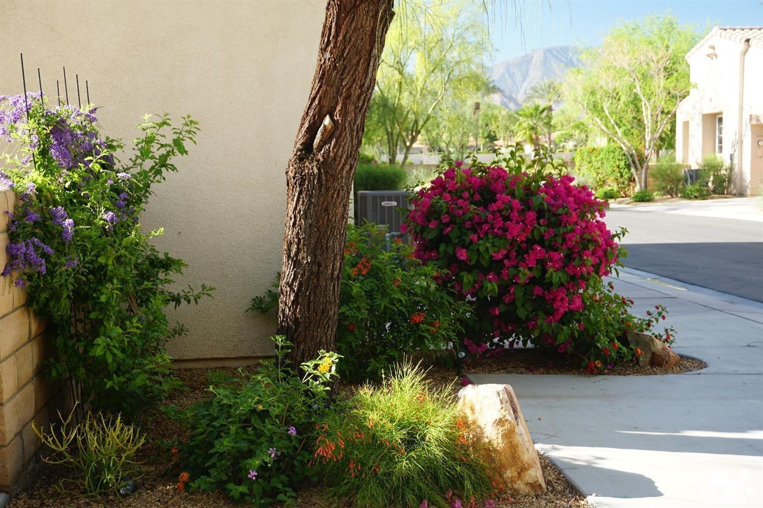 79338 Cool Reflection La Quinta, CA 92253 - Photo 3 of 16 a picture of flowers and flowers