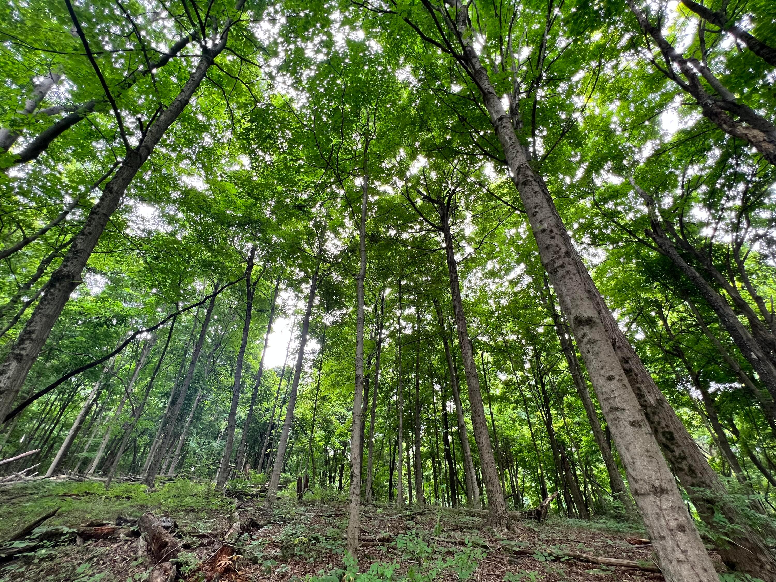 Lot 5 Royalton Road Southwest Lancaster, OH 43130 - Photo 9 of 12 10.07 Wooded Acres