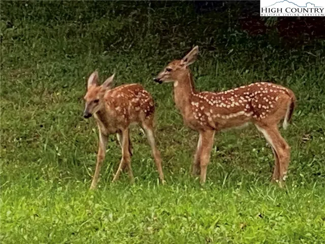 $37,500 | Lot #1 Twin Oaks Mountain Boulevard, Sparta, NC 28675