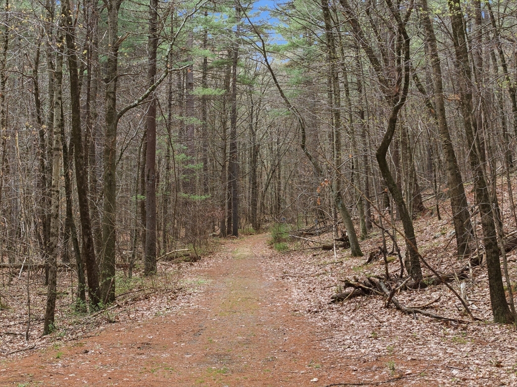 6 Trail Ridge Way, Unit D Harvard, MA 01451 - Photo 28 of 28 a view of a yard with trees