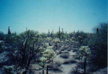 0 East Placitas Road Marana, AZ 85658 - Photo 1 of 2
