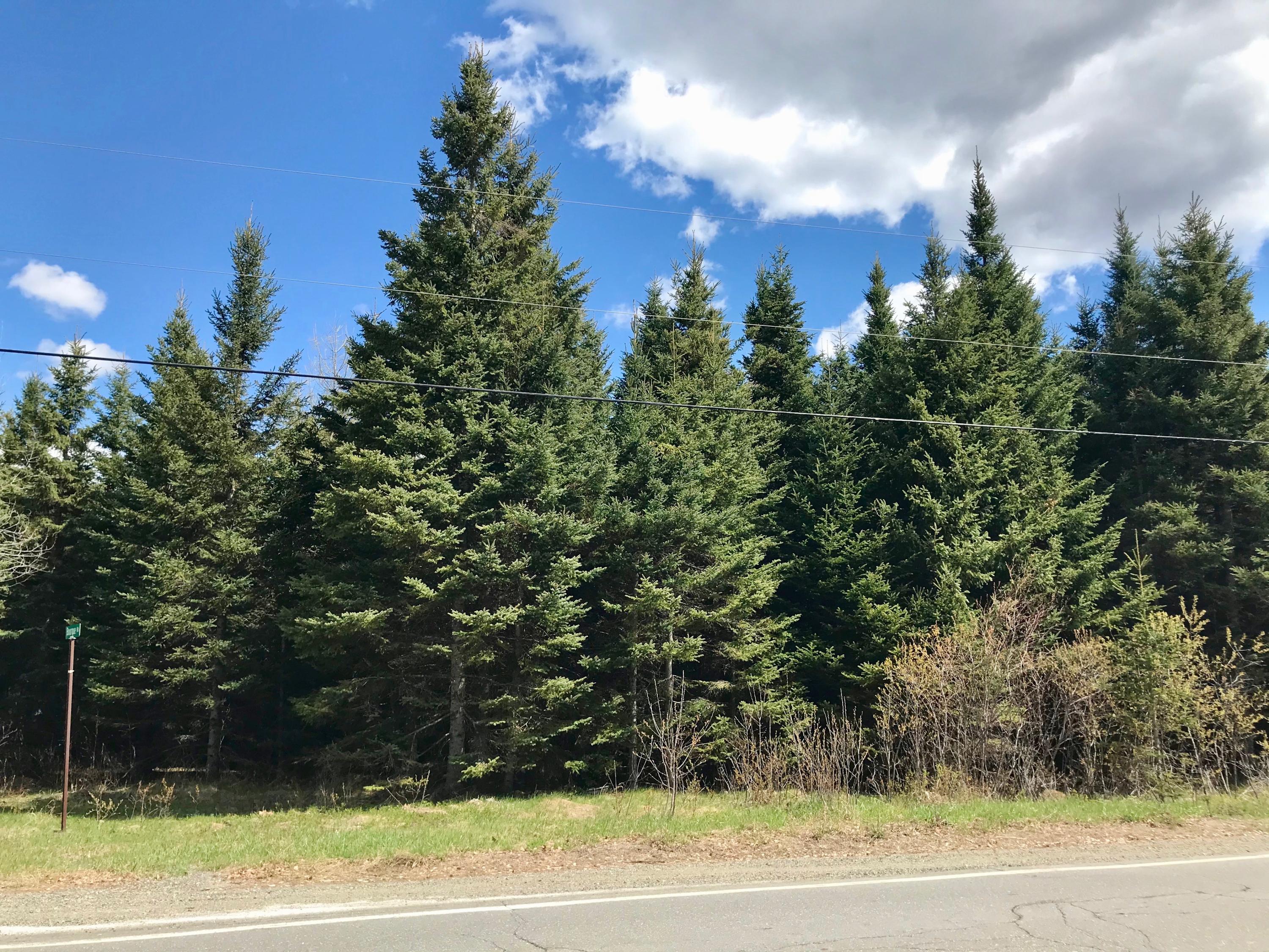 1096 Rangeley Road Stratton, ME 04982 - Photo 3 of 4 Road view