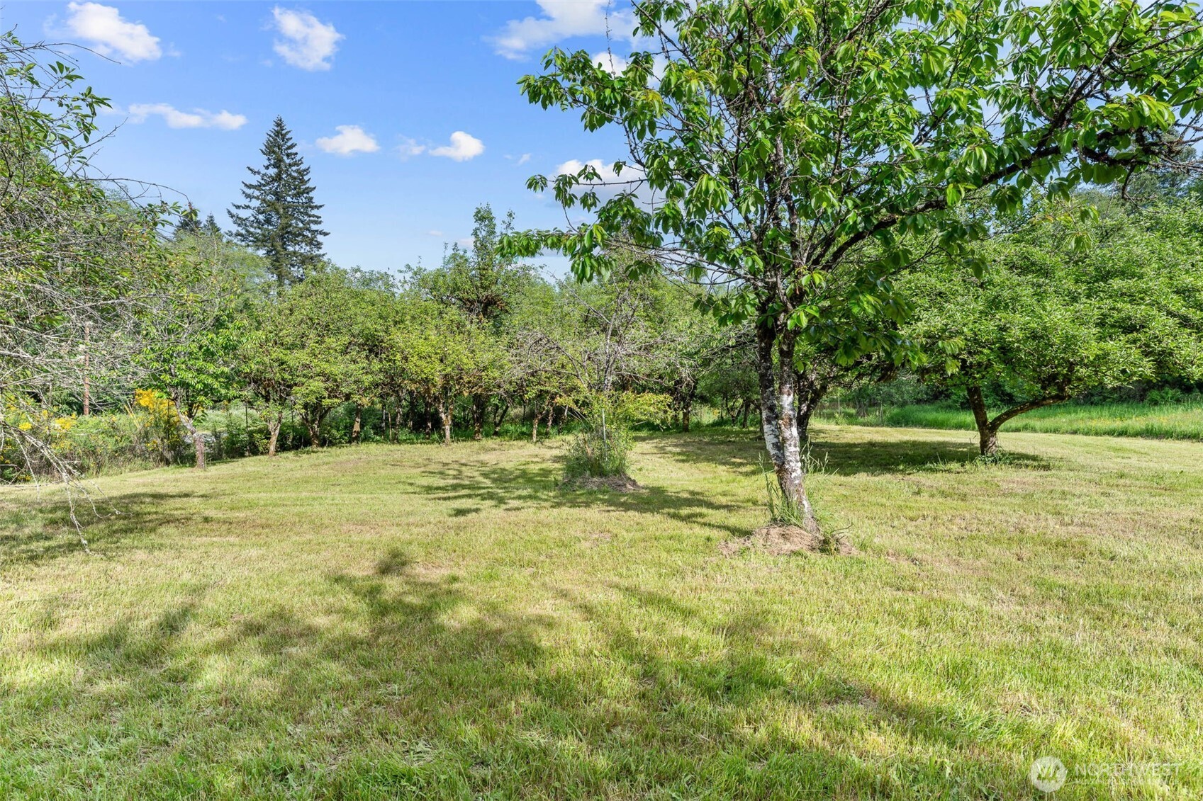 172 South Bank Road Elma, WA 98541 - Photo 8 of 40 a view of a yard with a tree