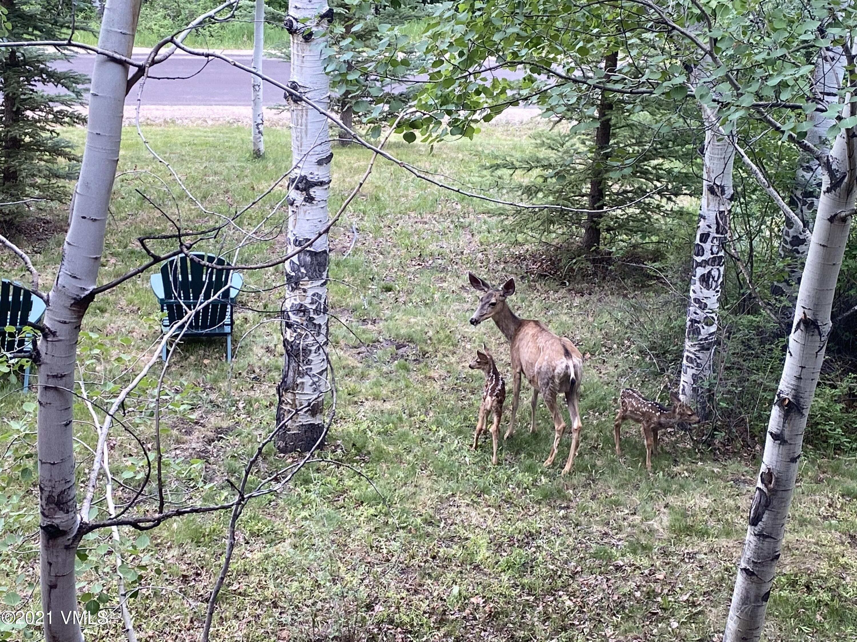 919 Bachelor Ridge Road Avon, CO 81620 - Photo 4 of 31 a view of entertaining space