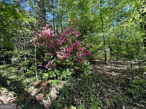 a view of a flower in a garden